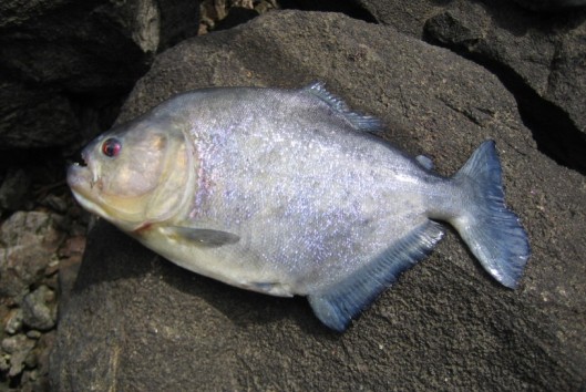 -raleighvallen-piranha -raleighvallen-piranha