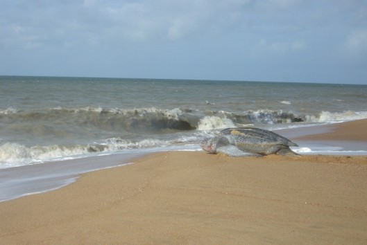 -suriname-zeeschildpad-aikanti-leatherback -suriname-zeeschildpad-aikanti-leatherback