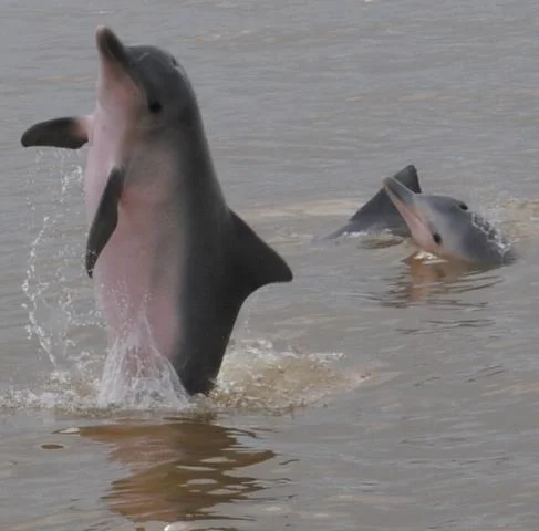 dauphins nageant