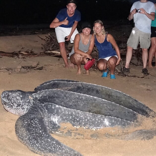 familie schildpad