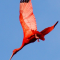 vogel suriname