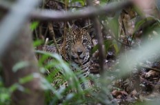 jaguar-jan_tieman jaguar suriname