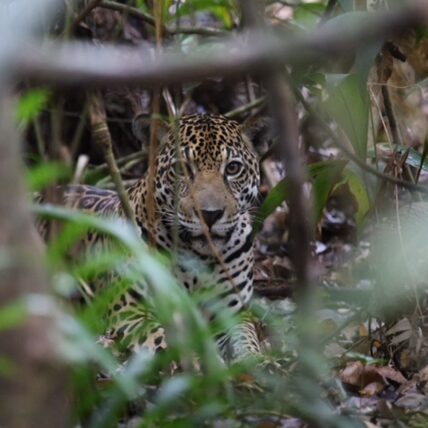 jaguar suriname