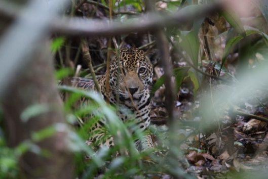 jaguar suriname