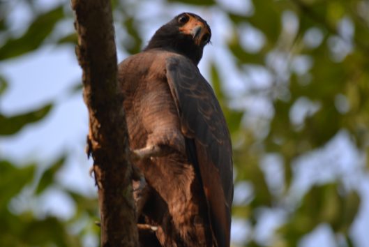 Vogels spotten warappakreek birdwatching suriname warappakreek