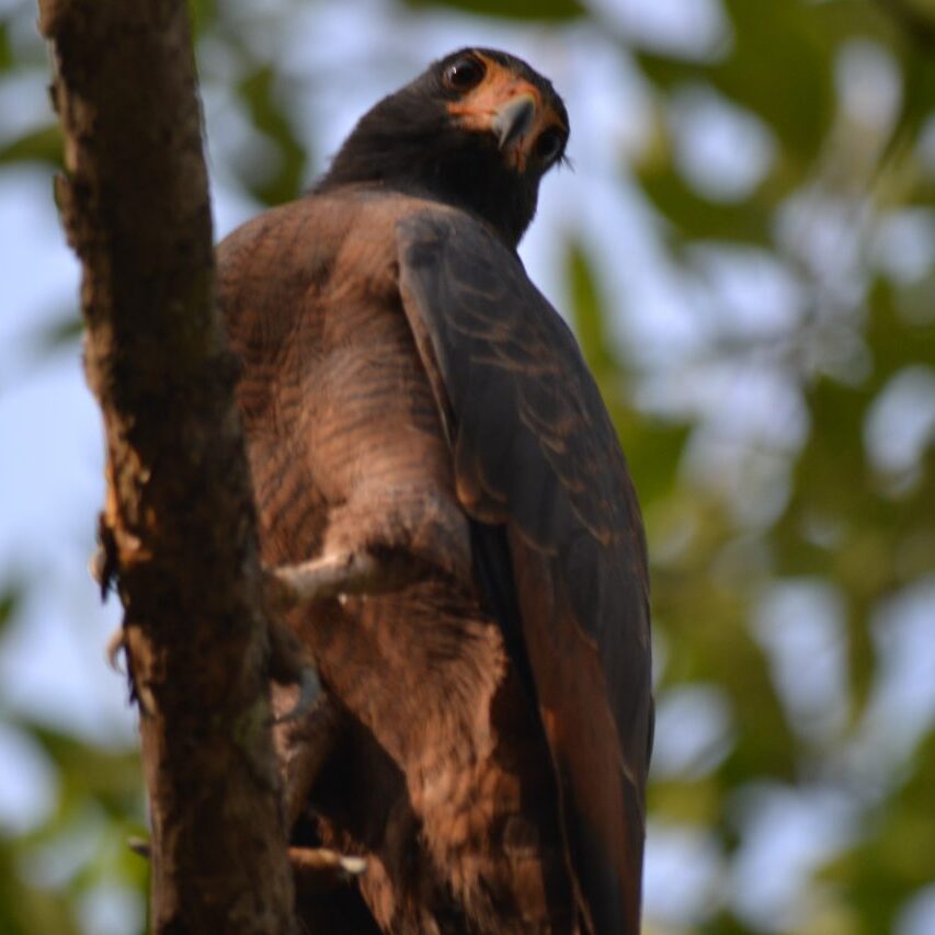 birdwatching suriname warappakreek
