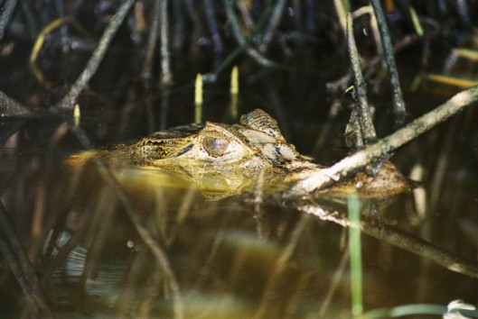 natuur reservaat bigipan