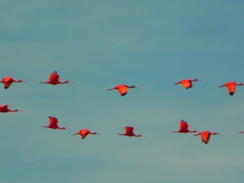 rode ibis vogels suriname