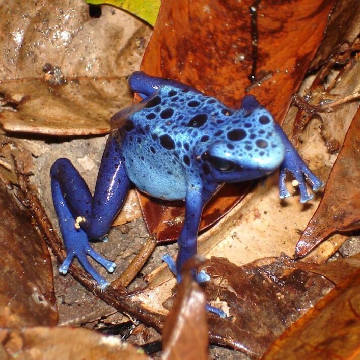 sipaliwini