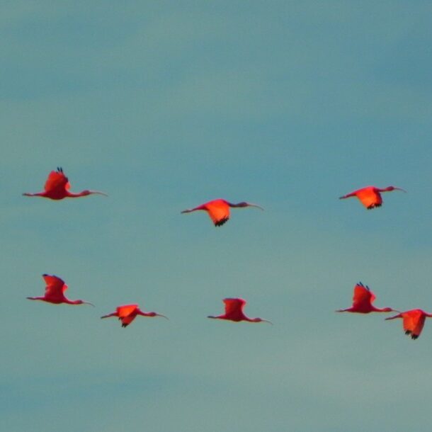 warappakreek suriname rode ibis
