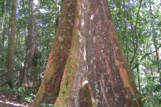 brownsberg suriname woudreus