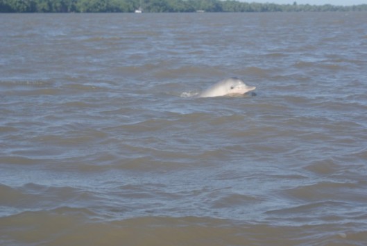 dolfijnen suriname