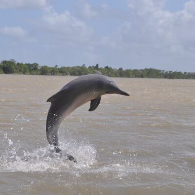 dolfijnen suriname