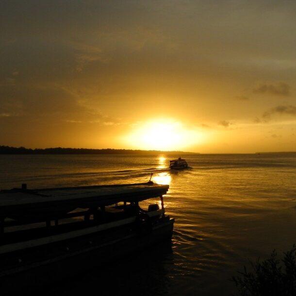 dolfijnen zonsondergang suriname