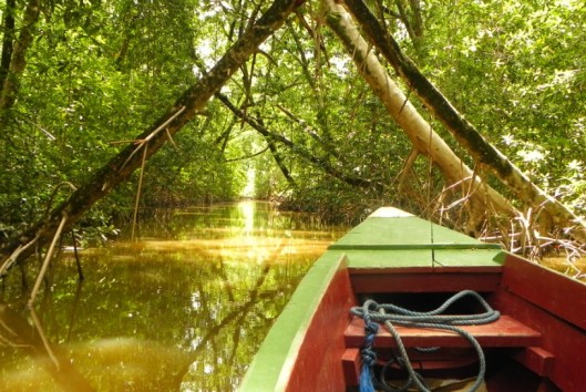 warappakreek mangrove