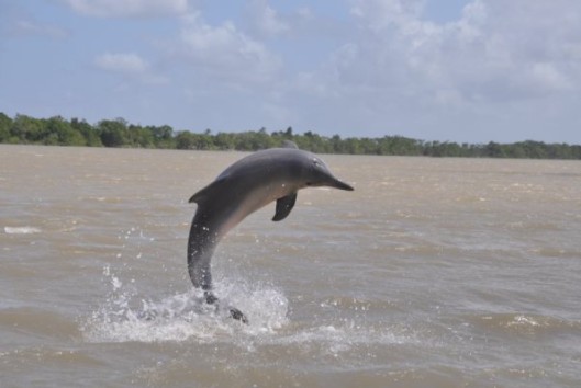 dolfijnen suriname