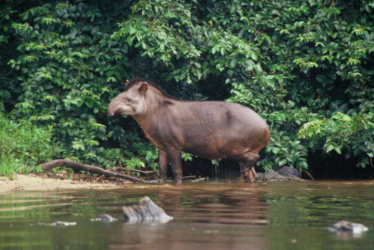kabalebo resort suriname tapir