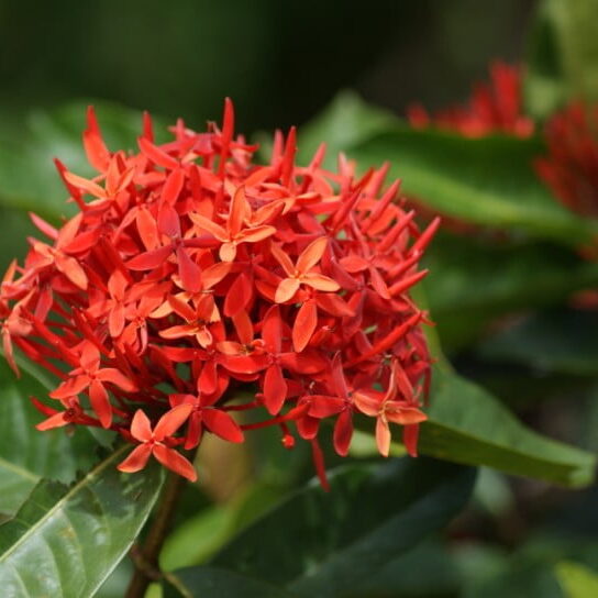 bloem suriname