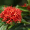 bloem suriname