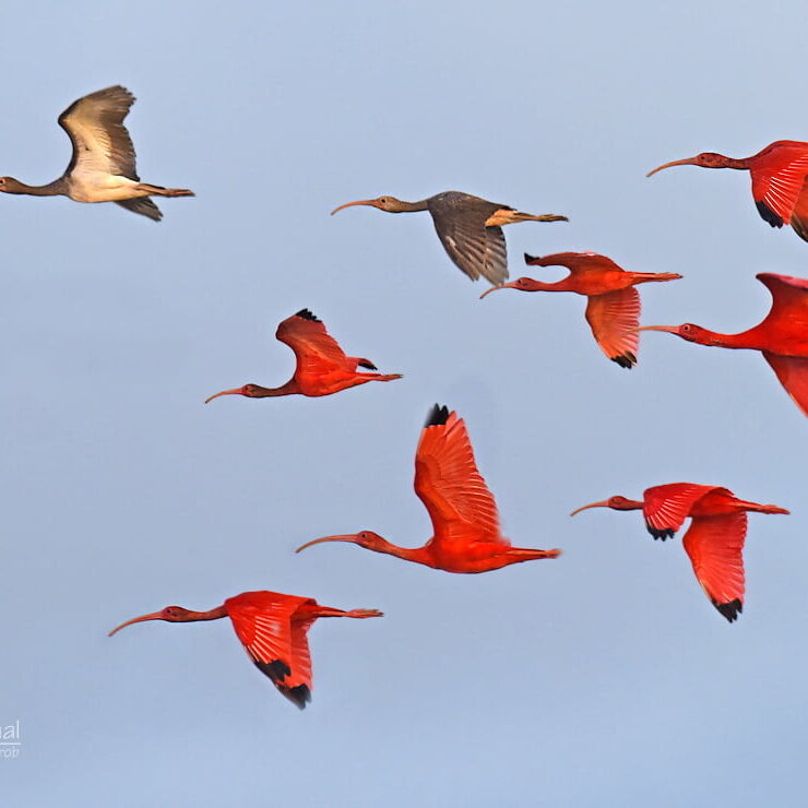rode ibis scarlet ibis eudocimus ruber