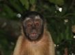 Monkey Alert Suriname Dieren Dick Spijker