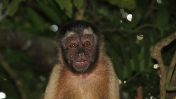 Monkey Alert Suriname Dieren Dick Spijker
