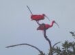 bigi pan rode ibis suriname