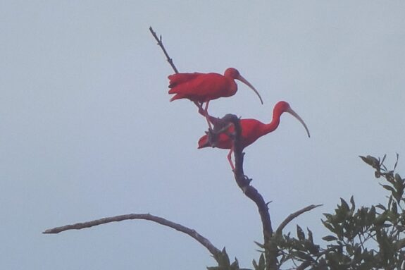 Bigi pan – rode ibissen bigi pan rode ibis suriname