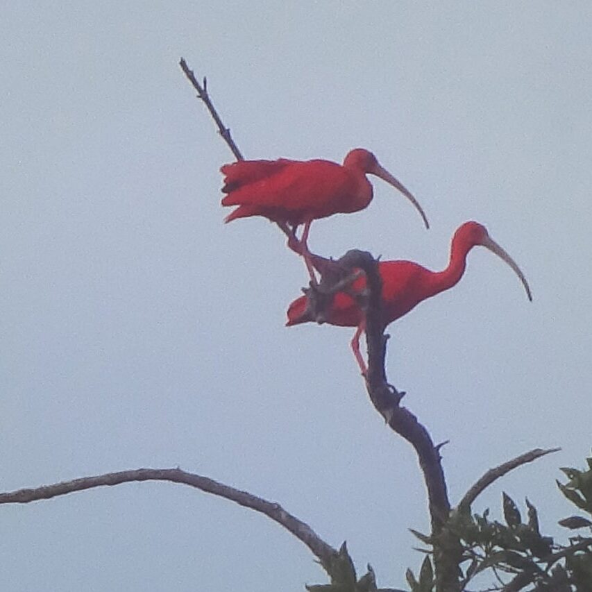 bigi pan rode ibis suriname