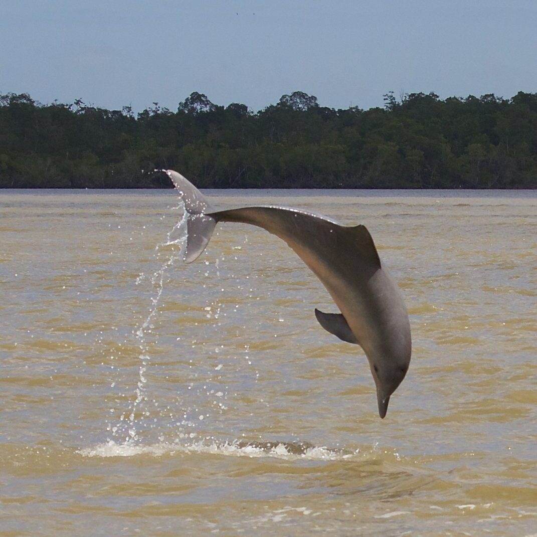 dolfijnentrip waterproof suriname