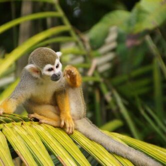 doodshoofdaapje suriname anaula