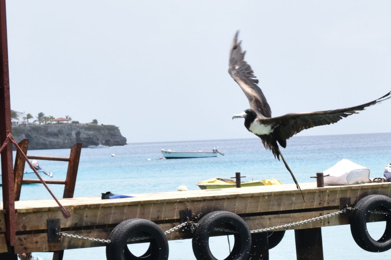fregat vogel fregat vogel curacao