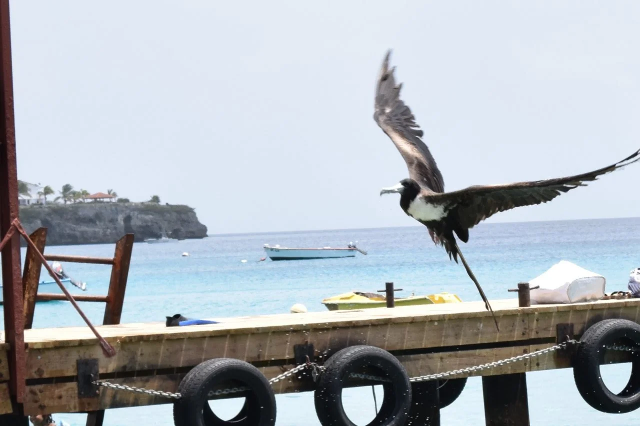 fregat vogel fregat vogel curacao