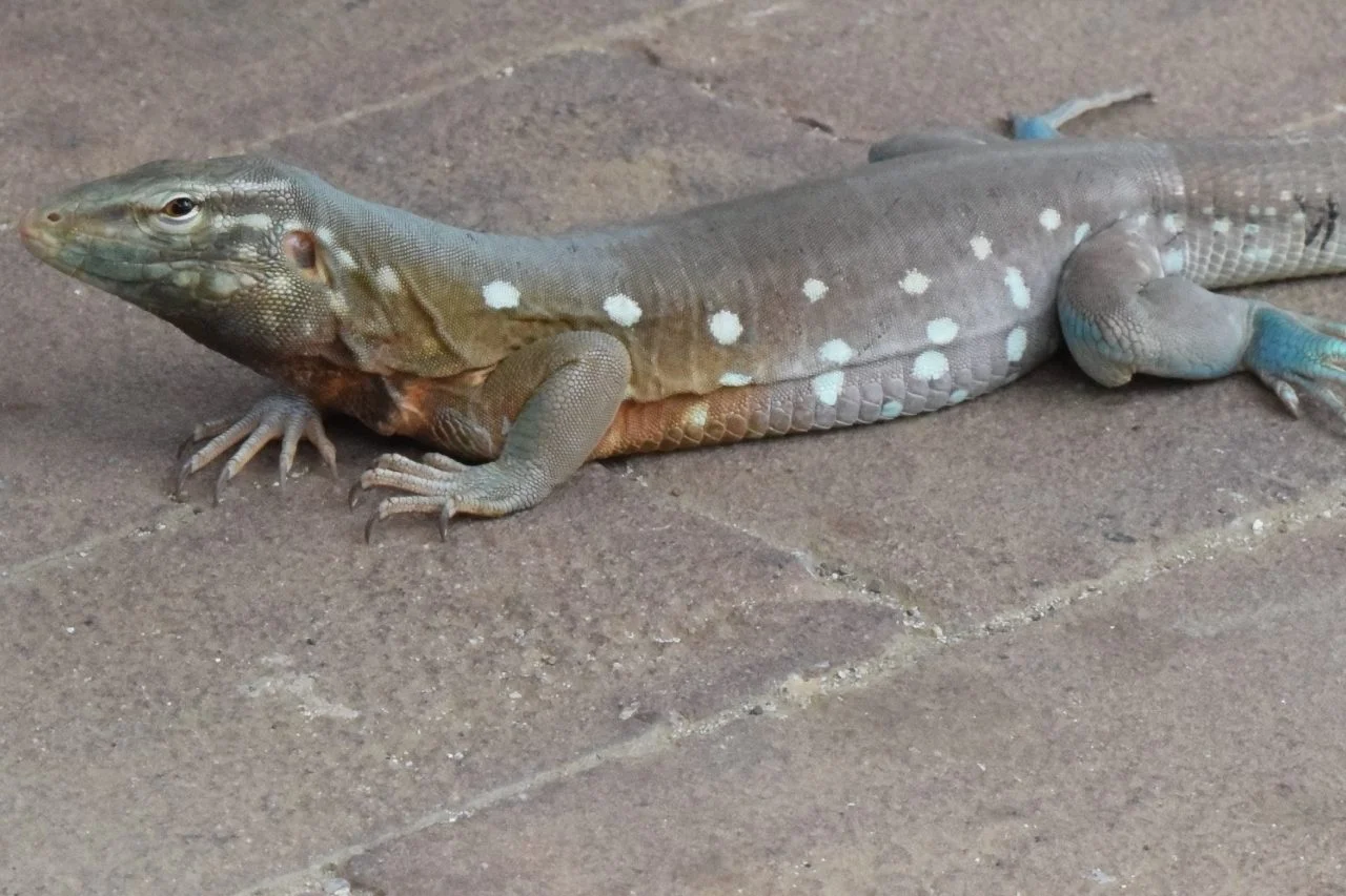 Surinam-Leguan
