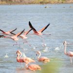 bullebaai flamingo curacao