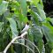 Surinaamse Flora Fauna