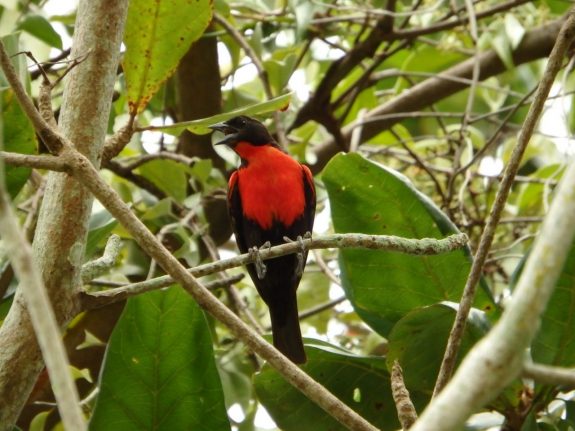 birdwatching suriname
