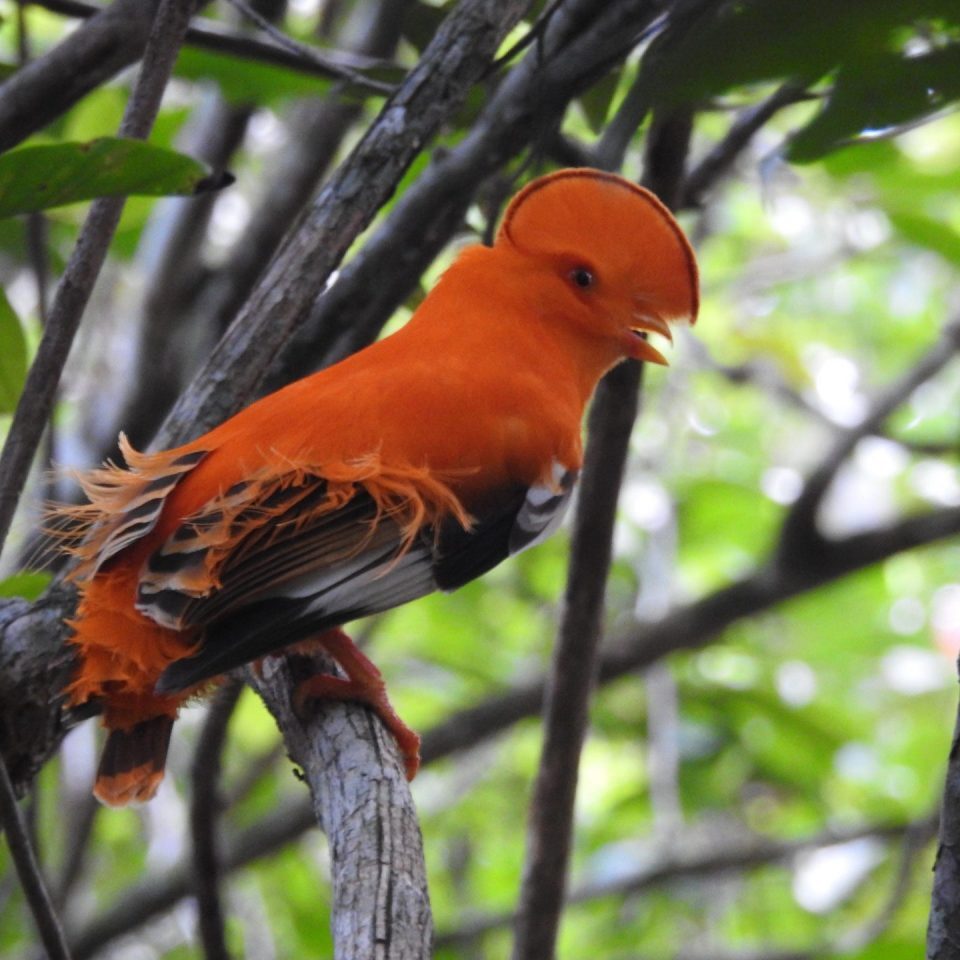 fredberg zintete suriname holidays vogels vogelkijken