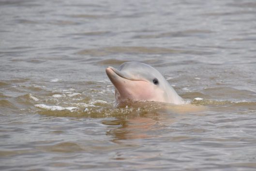 Dolfijn Suriname Holiday