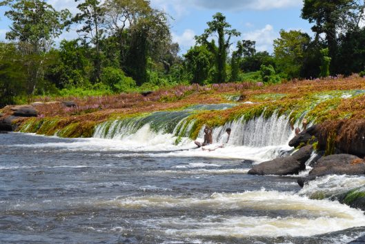 Tapawatra sula - Bovensuriname rivier tapawatra sula bovensuriname rivier