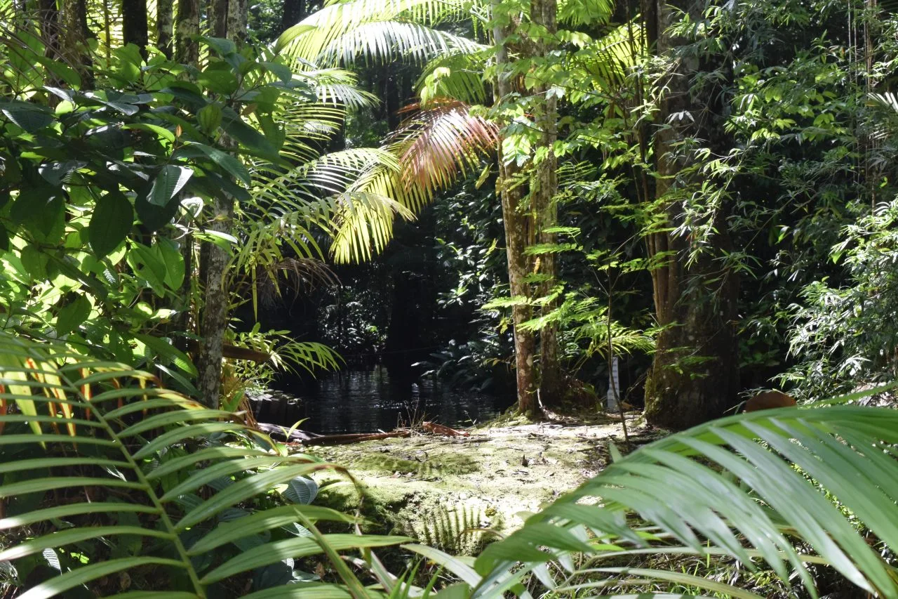 jungle near Palulu