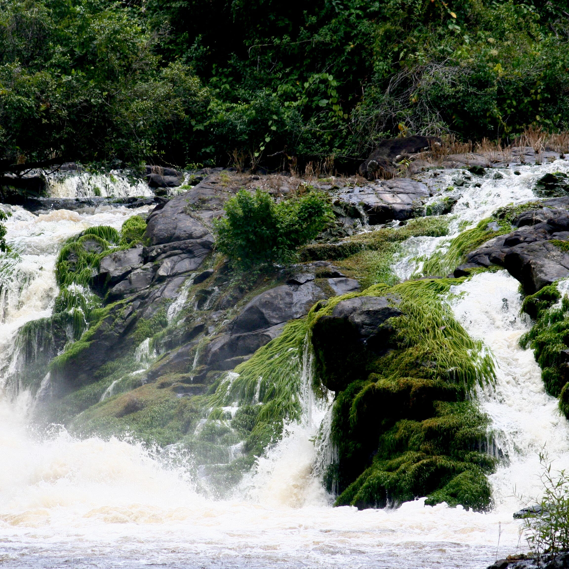 kasikasima mets suriname