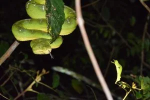 groene boomboa suriname wildlife trips