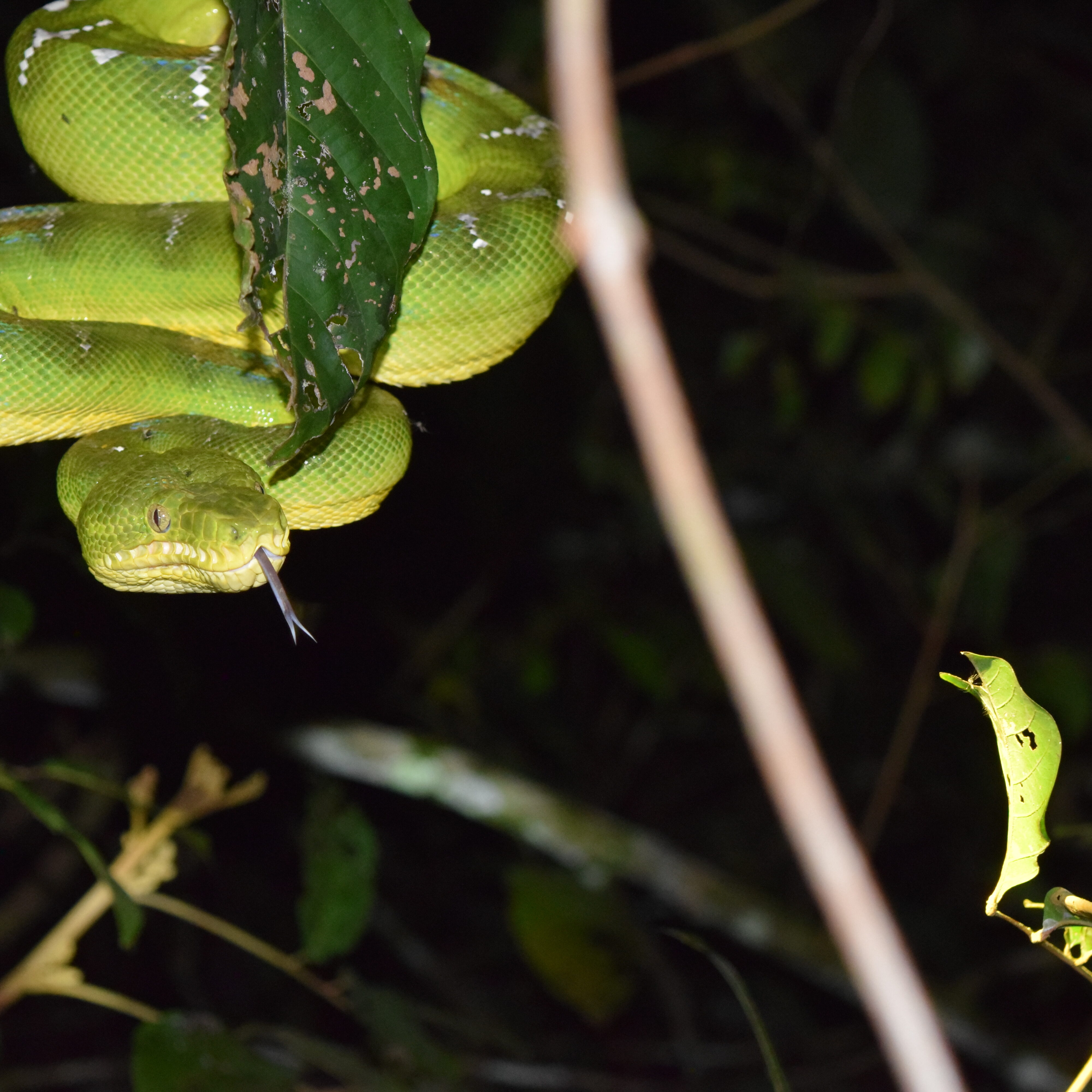 suriname wildlife trips