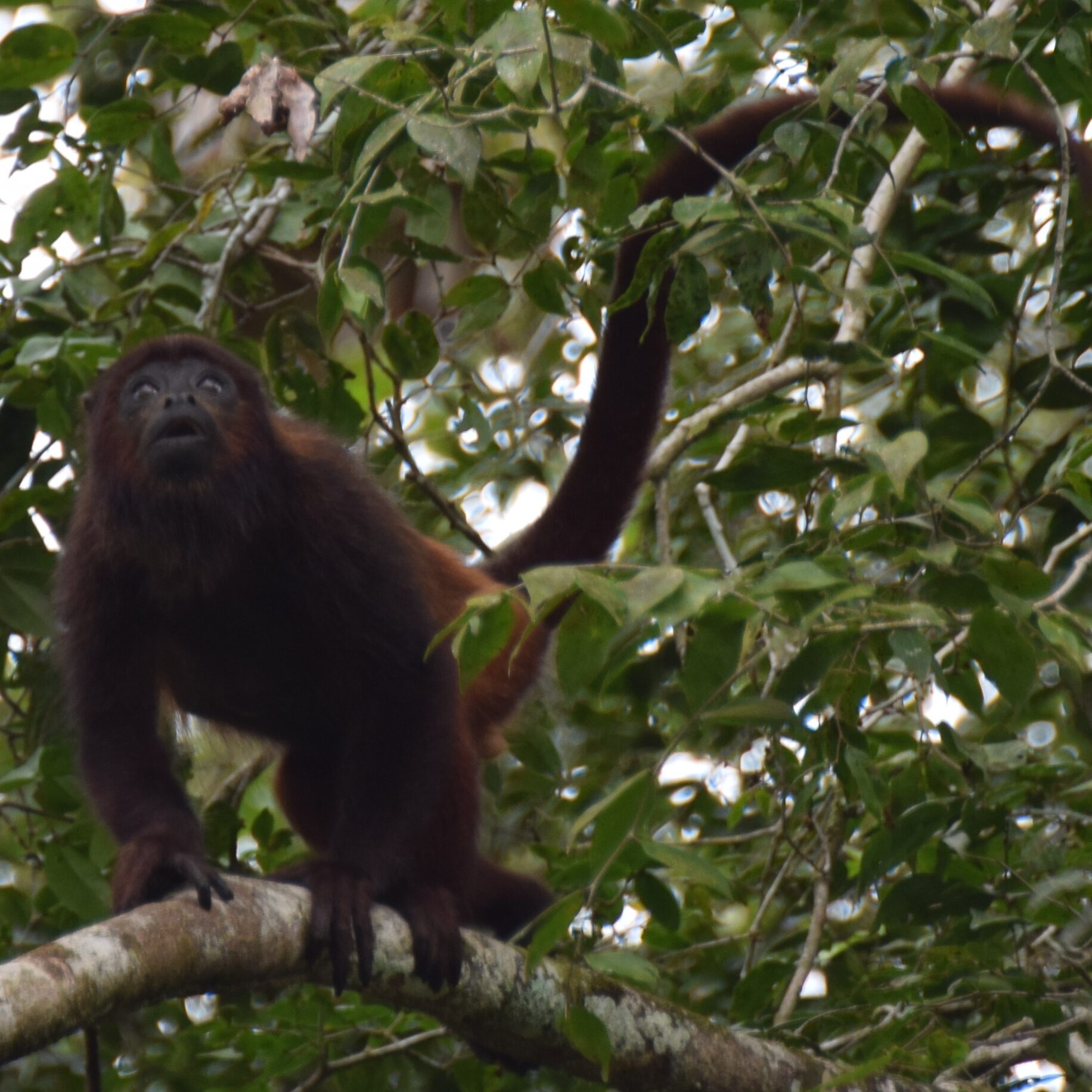 wanawiro avanavero suriname wildlife