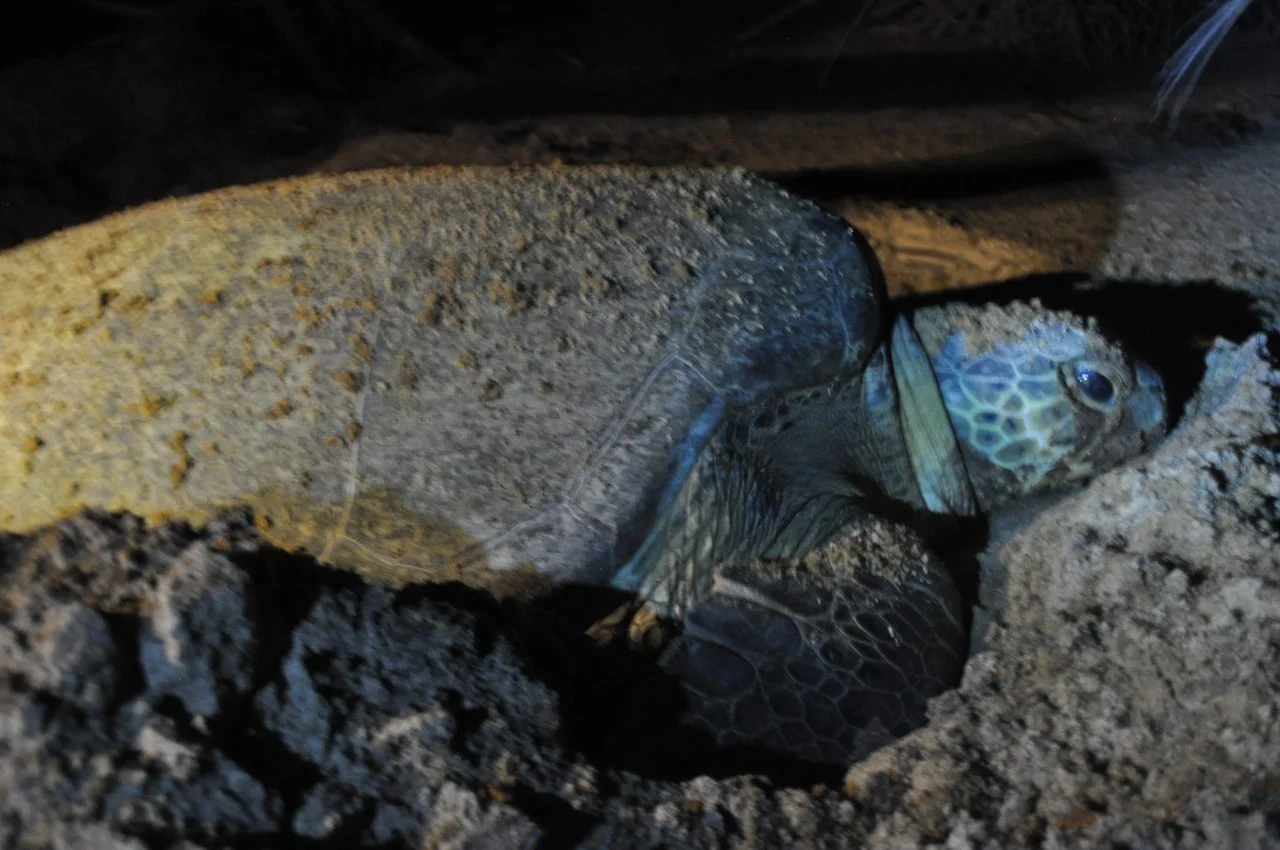 Suriname Holidays - schildpad zeeschildpad