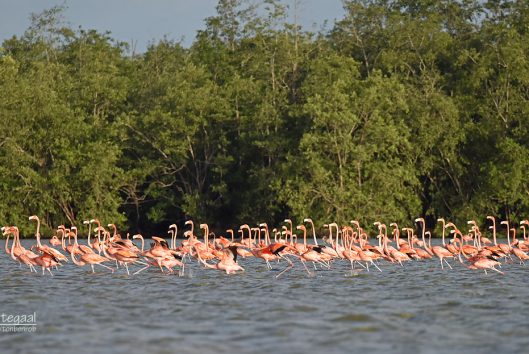 Bigi-pan-flamingo Bigi pan flamingo