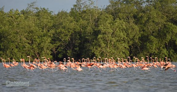Bigi pan flamingo