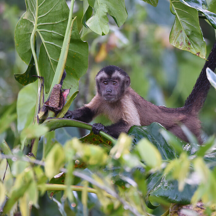 Brownsberg kapucijneraap