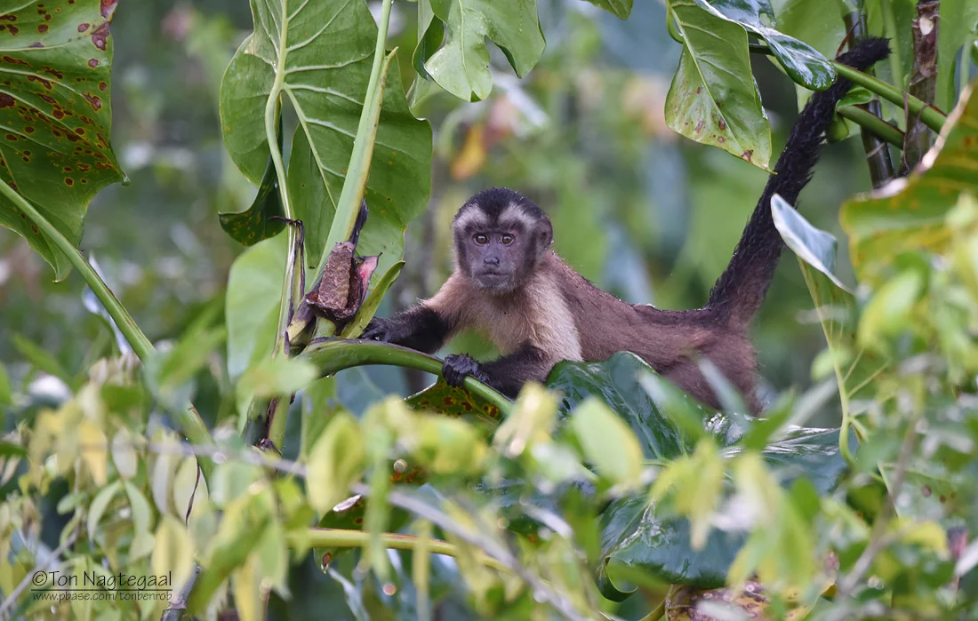 Brownsberg capuchin monkey Brownsberg capuchin monkey